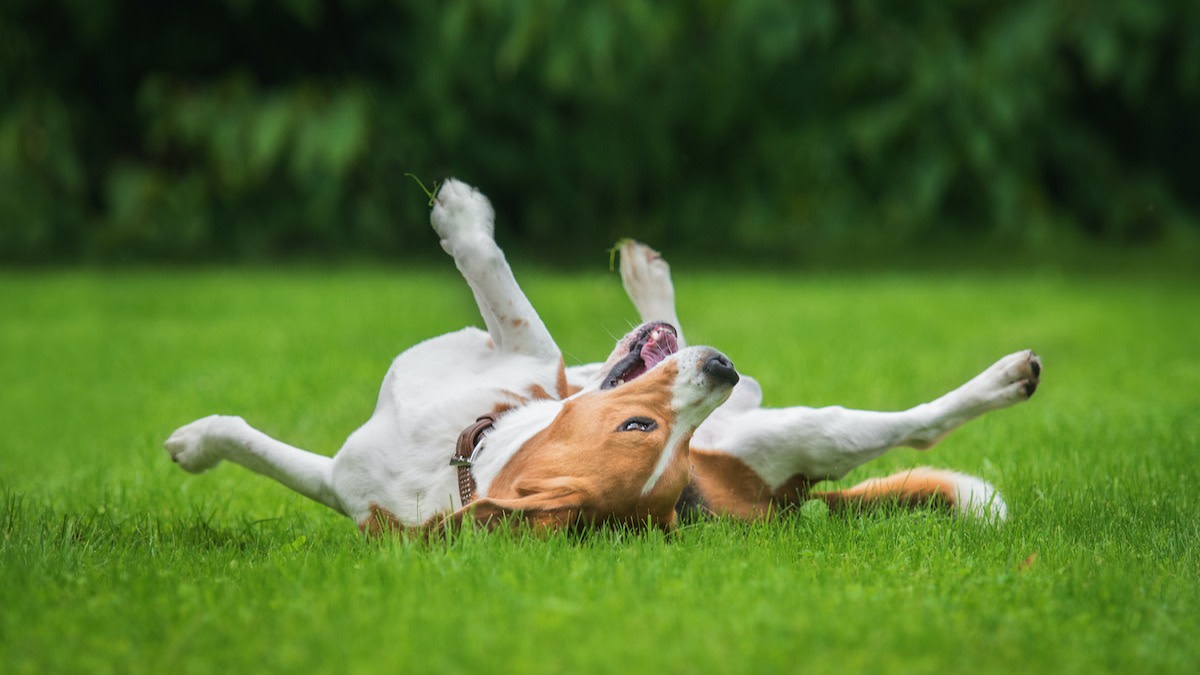 How to Teach Your Dog to Roll Over in 9 Steps - 2024 - MasterClass