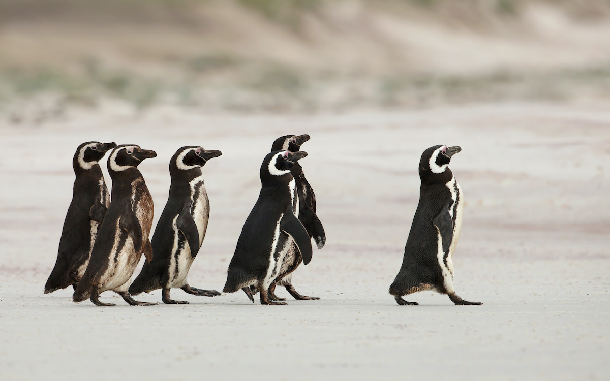 Penguins walking in a group