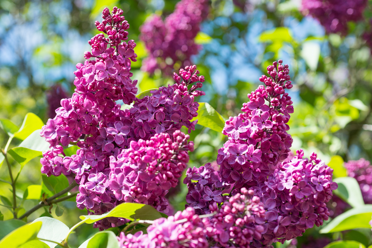 light pink lilac bush