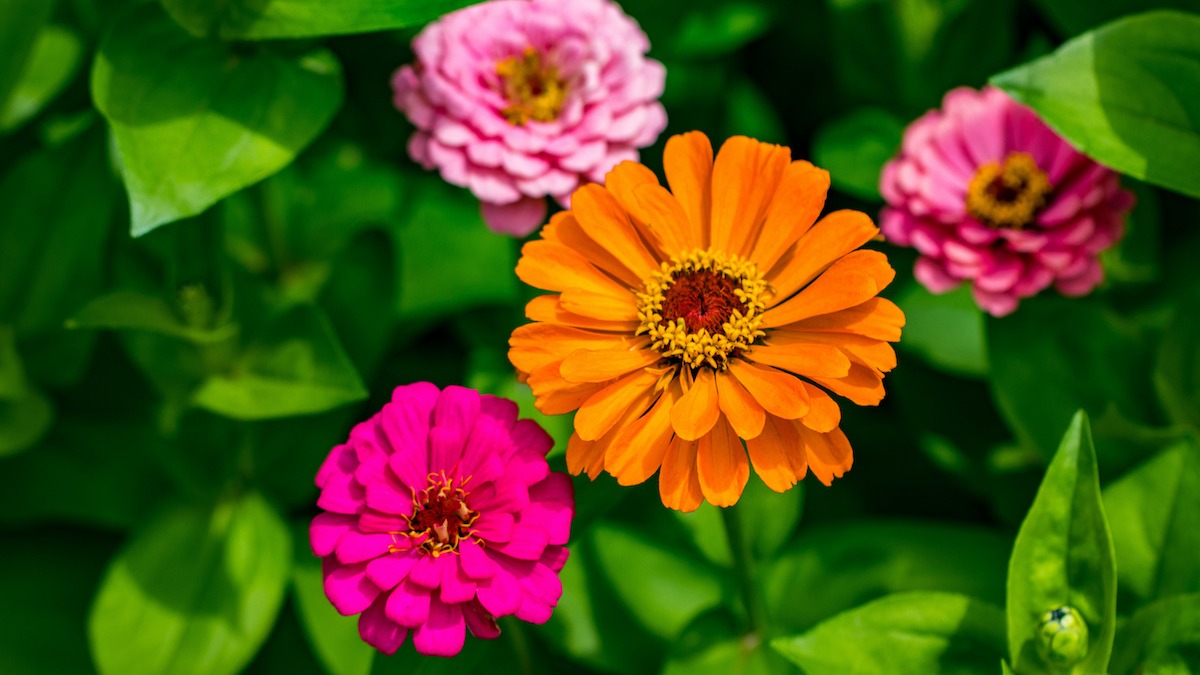 How To Plant And Grow Zinnias In Your Home Garden 22 Masterclass