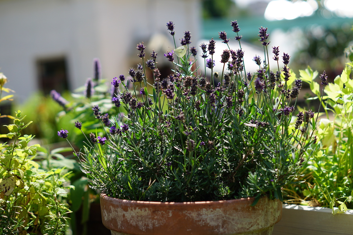 How to Grow and Care for Lavender with Minimal Effort – UrbanMali