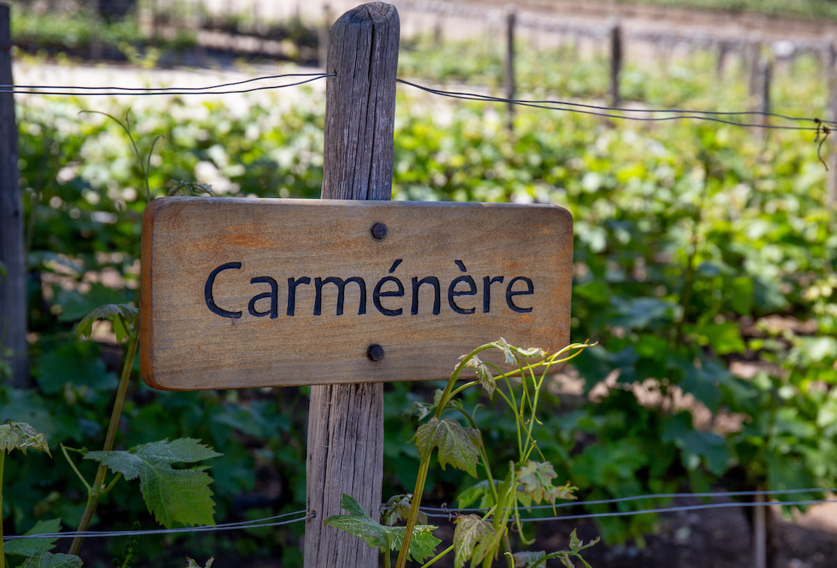 Carménère on wood sign in front of vinyard