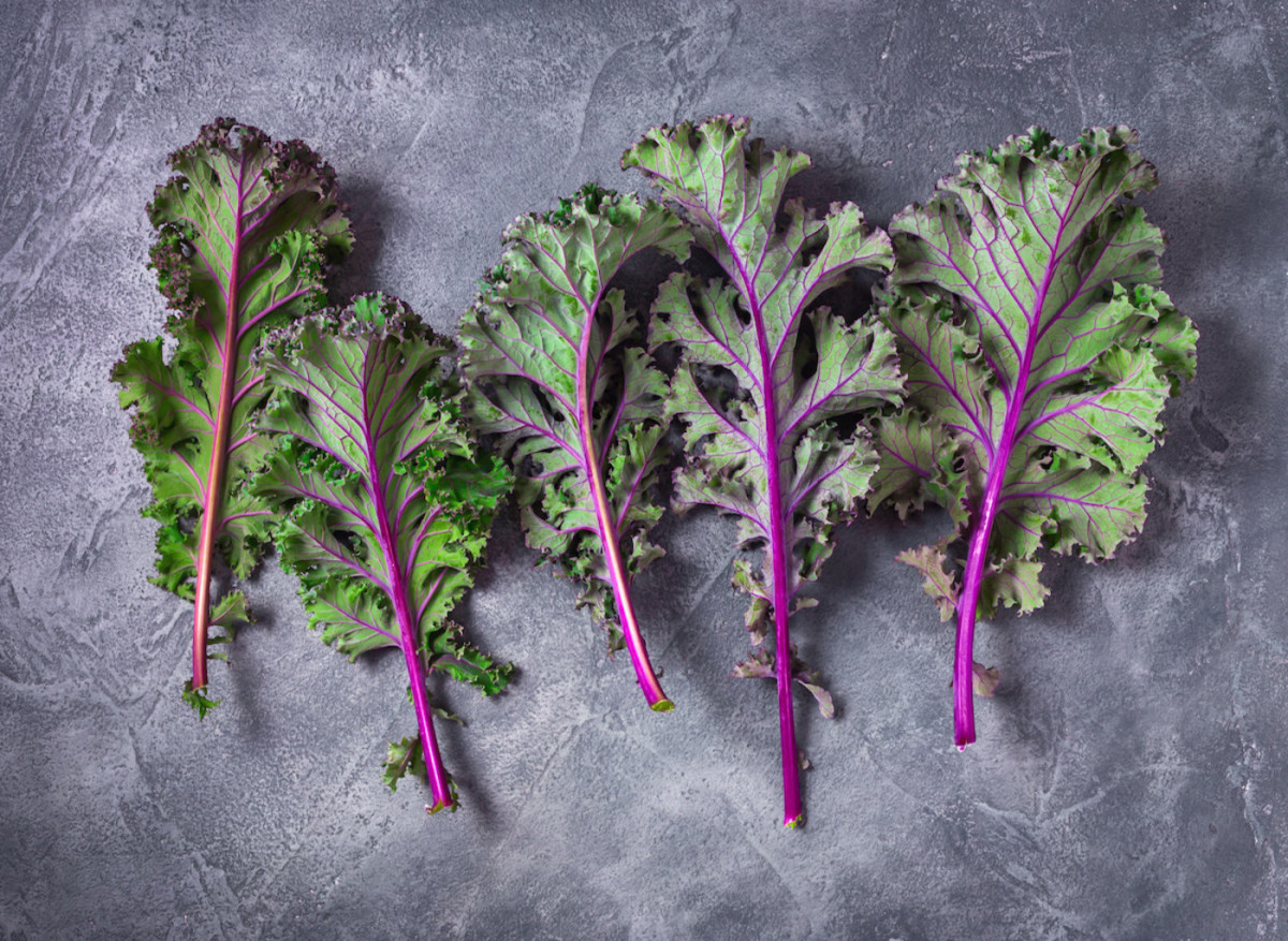 A Guide to Kale Varieties and How to Cook With Them 2022 MasterClass