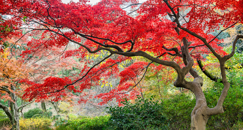 Japanese Maple Care Guide: How to Grow Japanese Maple - 2024 - MasterClass