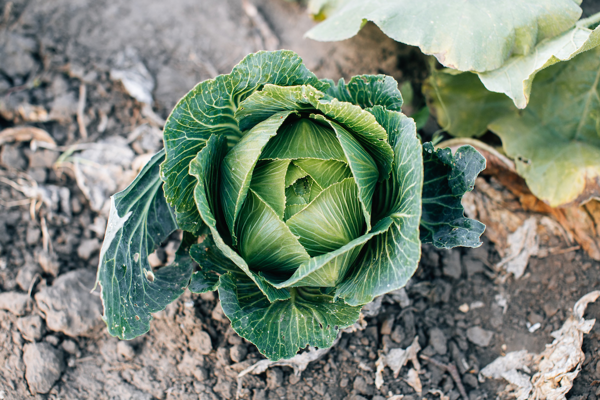 best temperature for growing cabbage