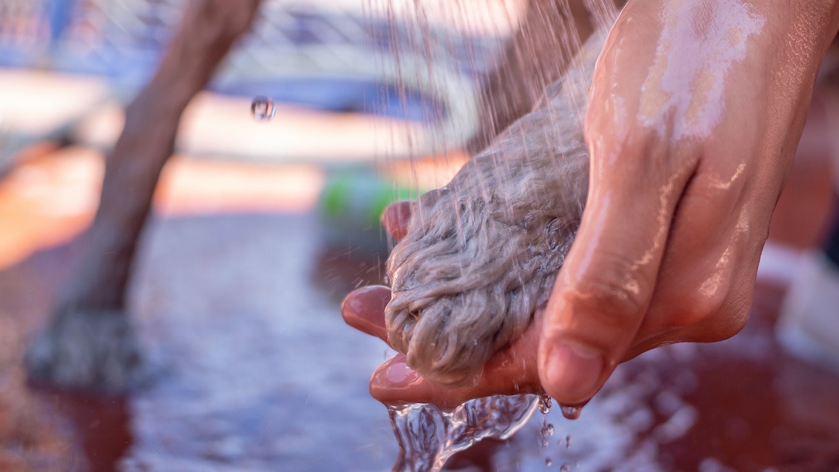 how-to-keep-your-house-clean-with-dogs-11-tips-2022-masterclass