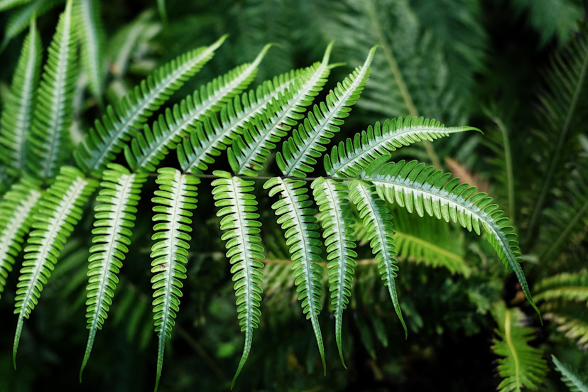 Ostrich Fern Care Guide: How to Grow Ostrich Ferns - 2024 - MasterClass