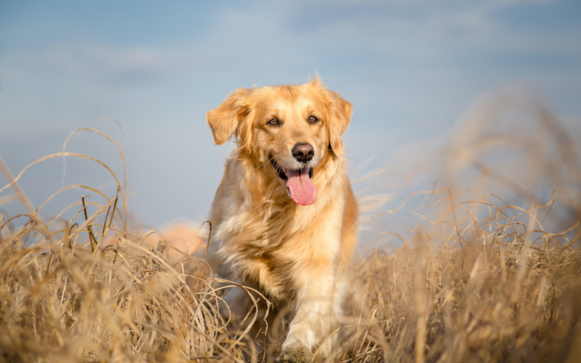 Can Dogs Eat Cranberries? 3 Benefits of Cranberries for Dogs 2024 MasterClass