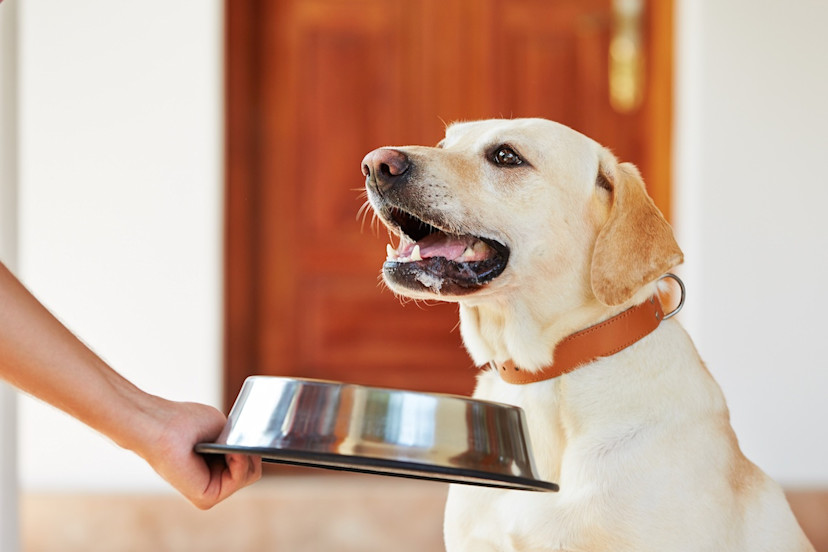 Can Dogs Eat Anchovies? How to Feed Anchovies to Dogs 2024 MasterClass