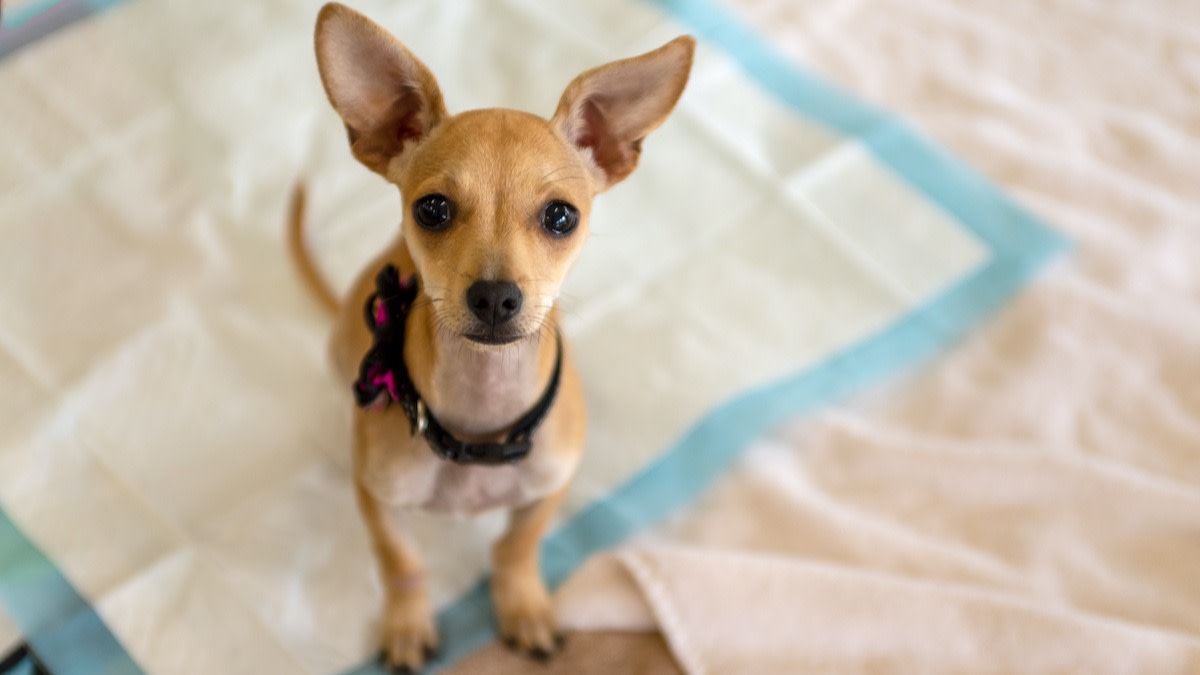 How to Housetrain a Dog Housebreaking a Puppy in 10 Steps