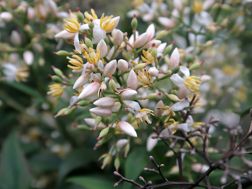Bamboo Flowering: Learn All About Bamboo Flowering Habits - 2025