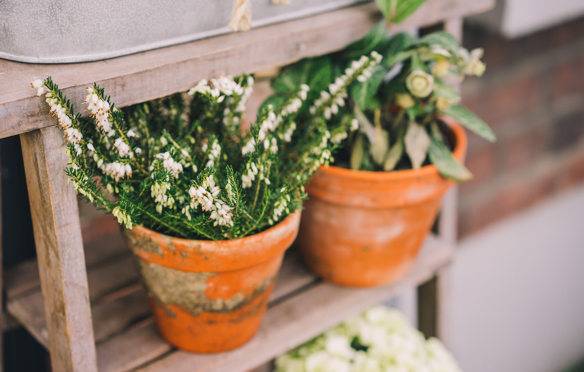 Tips for Container Gardening