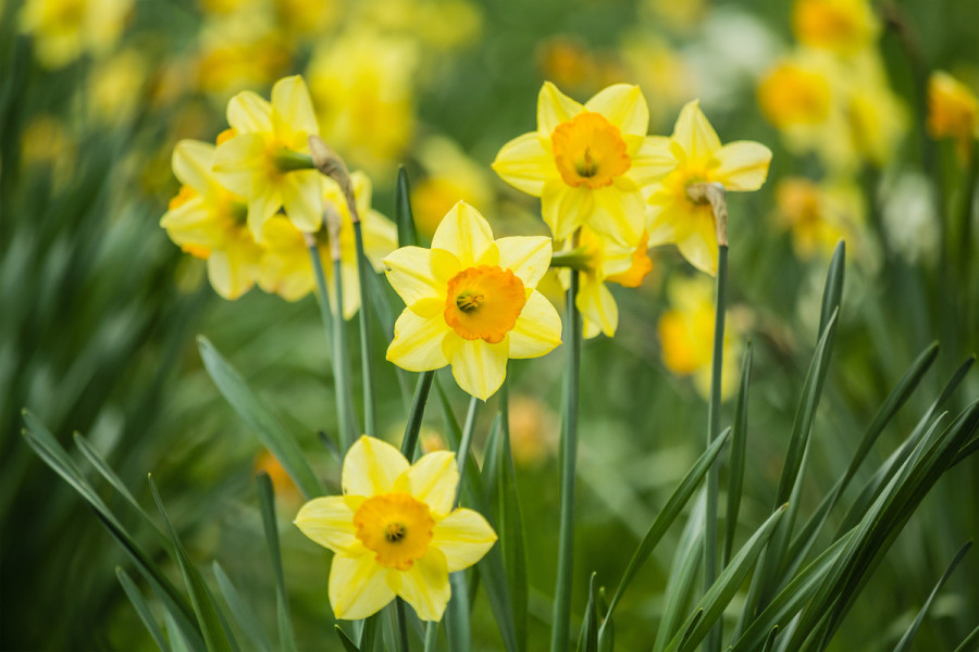 How To Grow Daffodils In Your Garden 4 Care Tips For Daffodils 2021 Masterclass