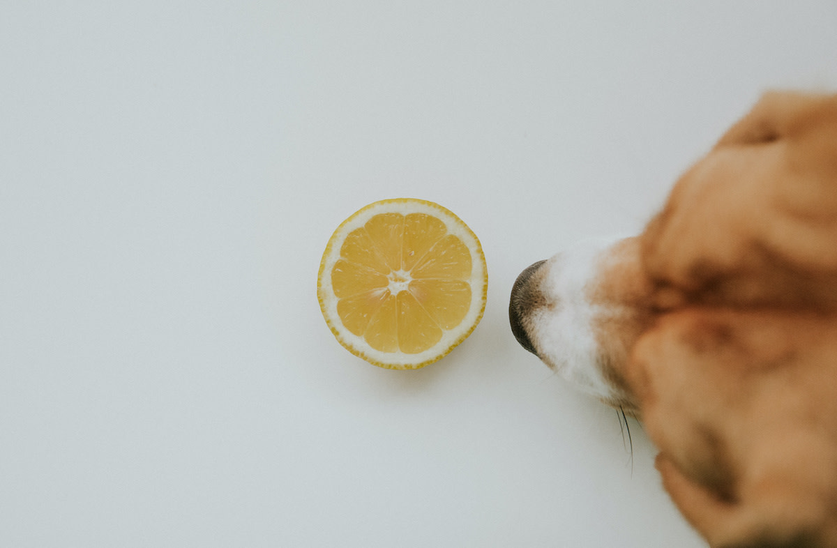 Can Dogs Eat Lemons? 5 Symptoms if Your Dog Eats Lemons 2022