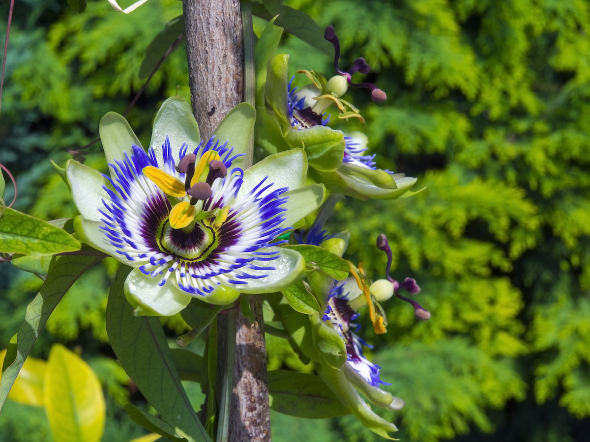 Passion Flower Vine Toxic To Cats Home Alqu