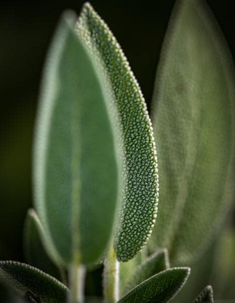 Textured leaf photograph