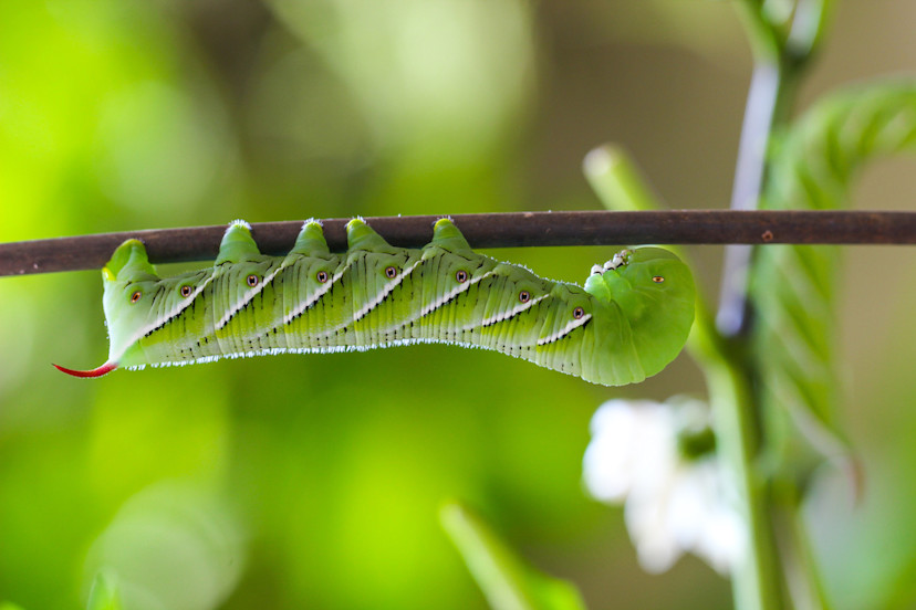 Tomato Hornworms: 4 Tomato Hornworm Control Methods - 2024 - MasterClass