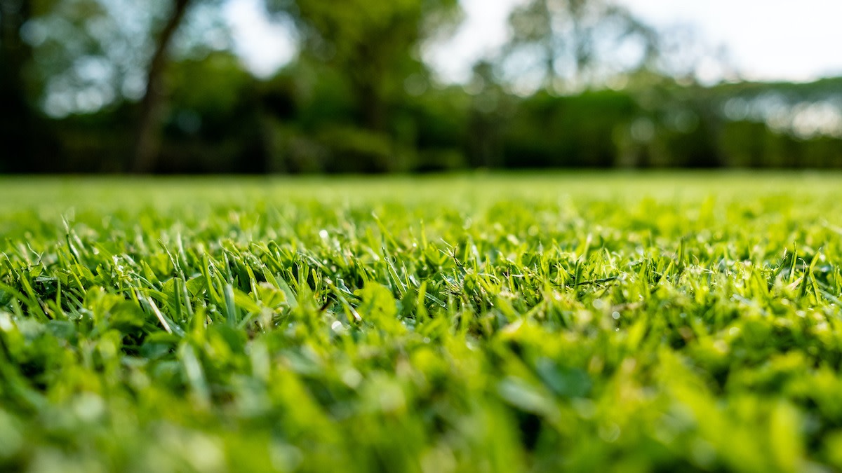 How to Control Nutsedge Weed Get Rid of Nut Grass in 5 Steps 2025 MasterClass