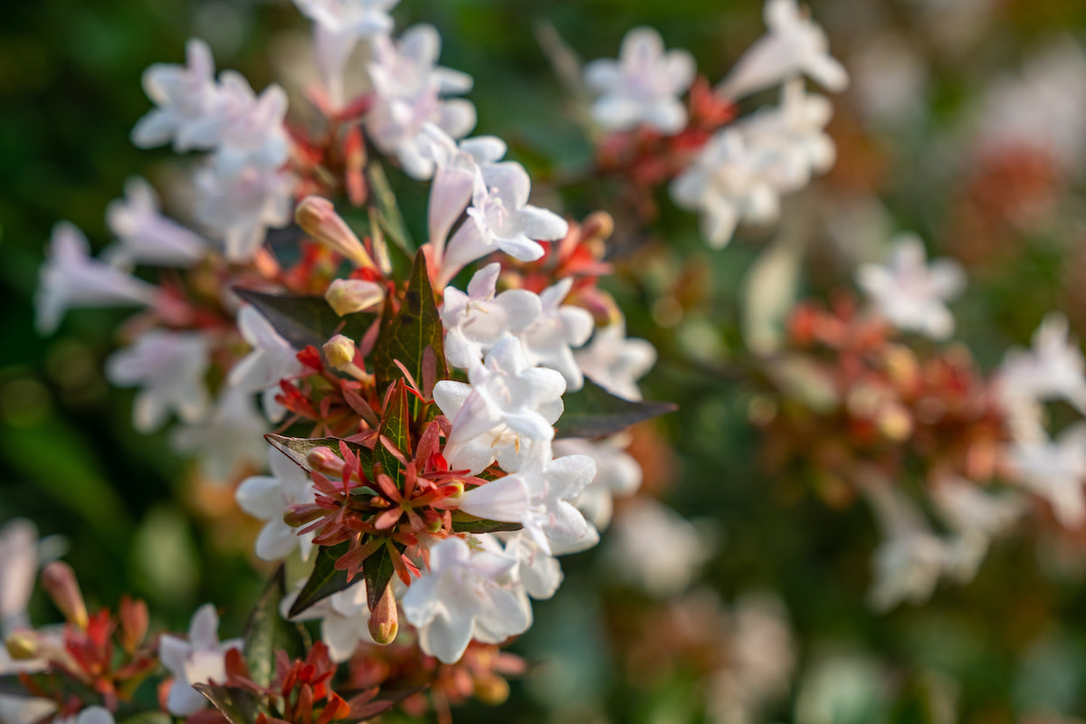 pollinating abelia plant a guide to boosting yield