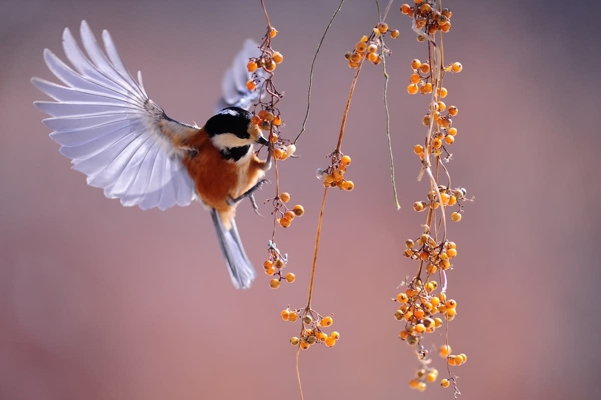 Bird on plant in sky