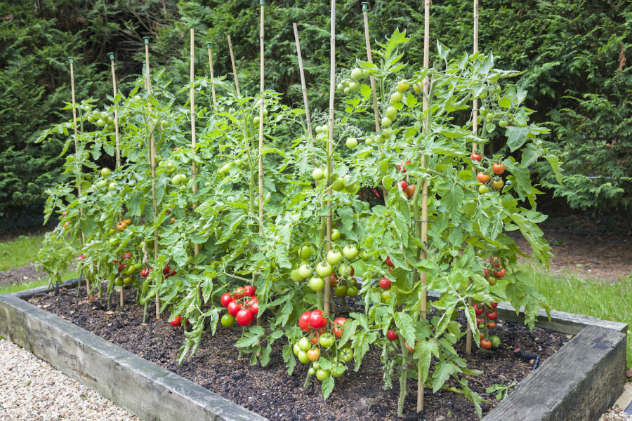 How to Stake Tomato Plants: 4 Tomato Staking Methods - 2022 - MasterClass