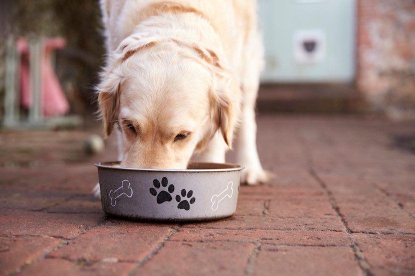 Can Dogs Eat Apricots? Benefits, Risks, and Safety Tips 2024
