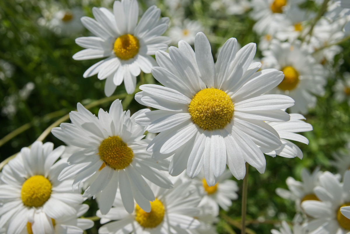 Daisy - planting, care, blooming of oxeye, the 5th anniversary daisies!