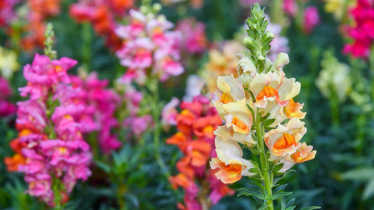 Gardening Guide How to Grow Snapdragon Flowers From Seed 2022