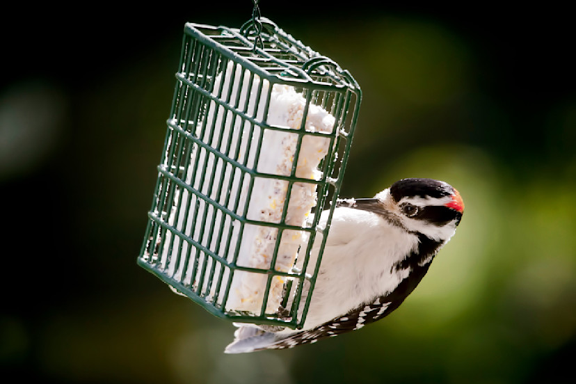 What Is Suet? A Guide to Suet and Its Alternatives 2024 MasterClass