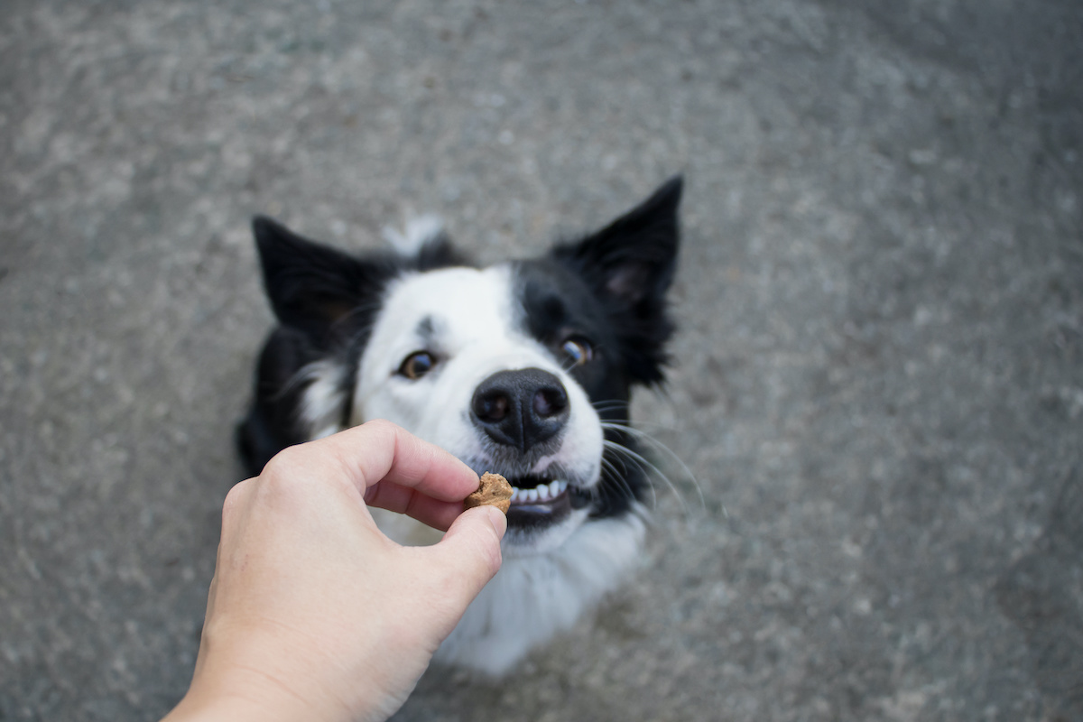 Сырая собака. Half Black half White Dog contrast picture.