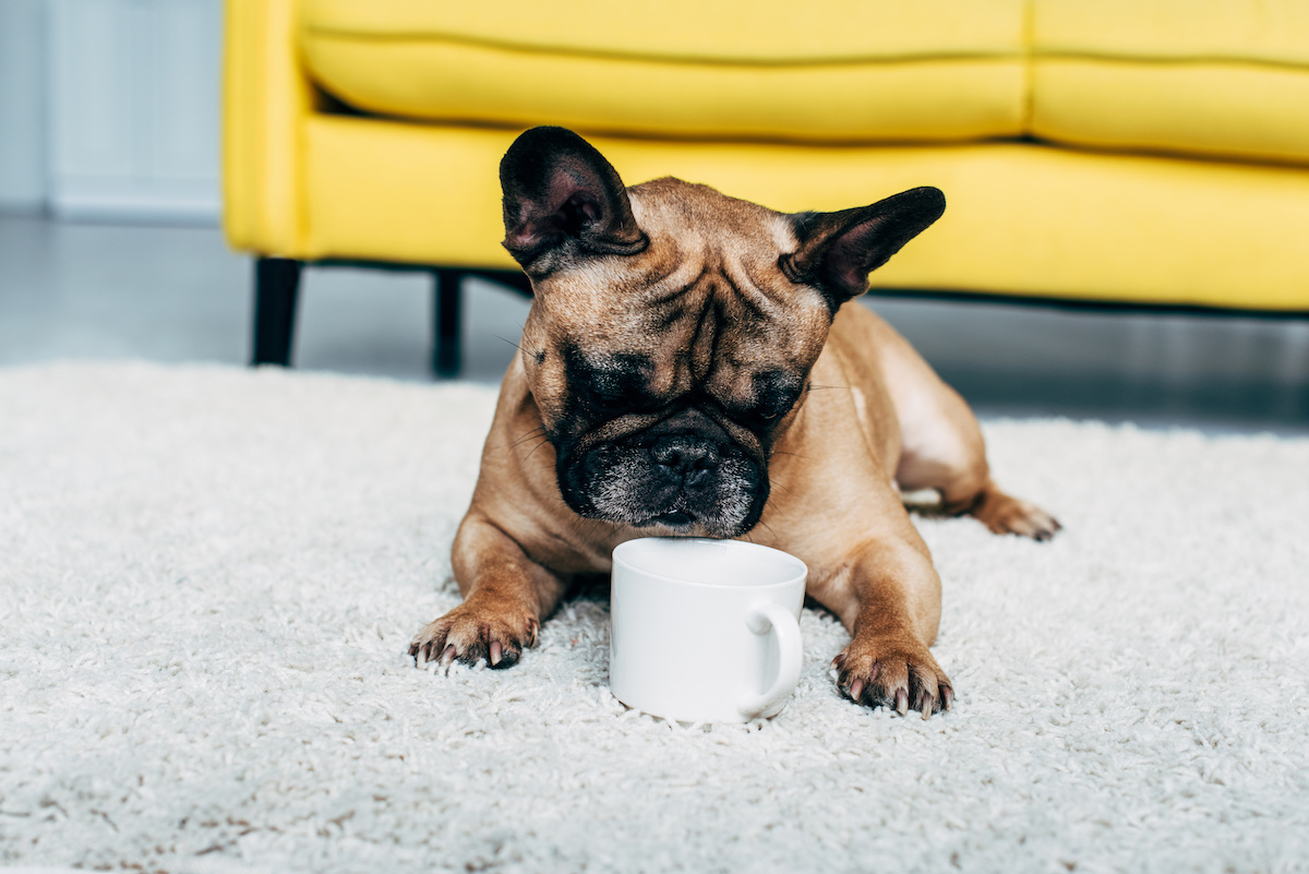 what tea is safe for dogs