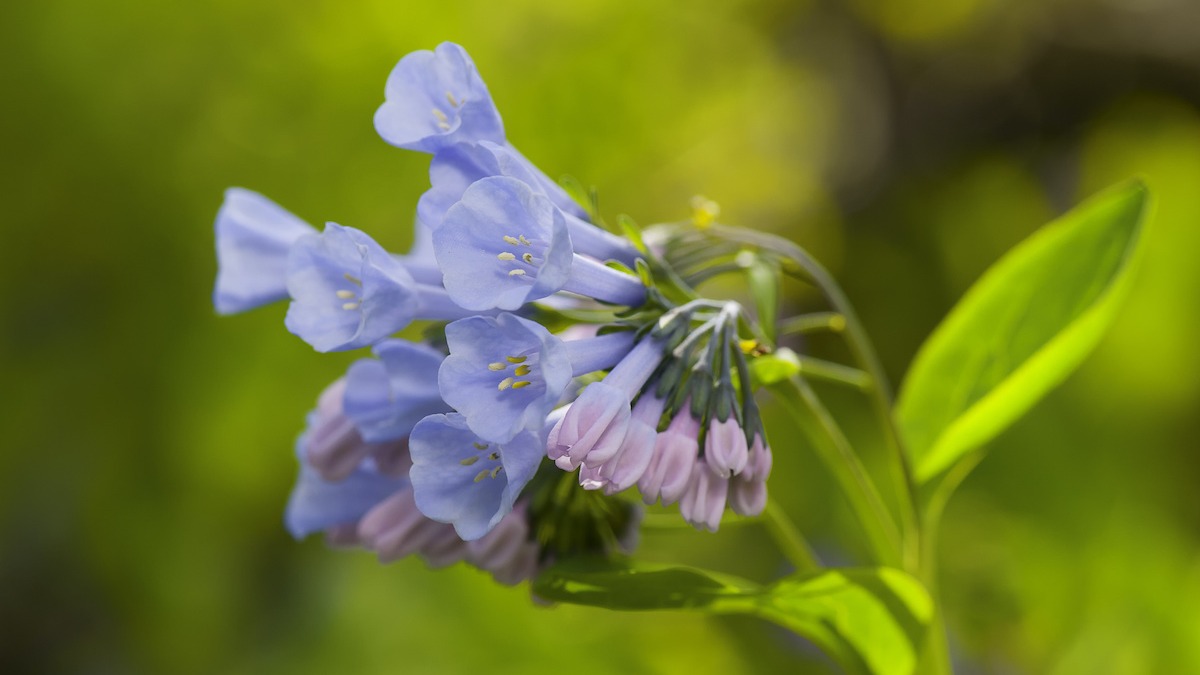 How To Grow And Care For Virginia Bluebells