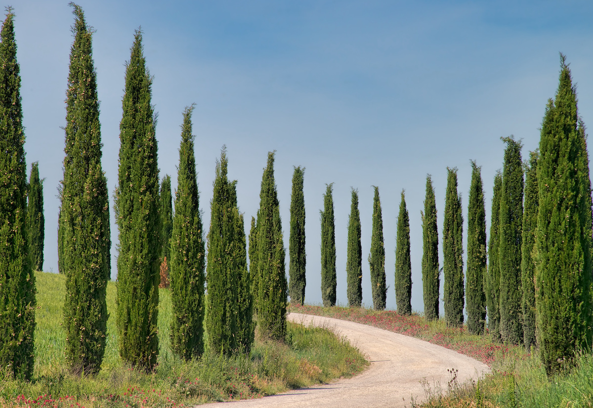 Cypress Tree Types How to Care for Cypress Trees   20   MasterClass