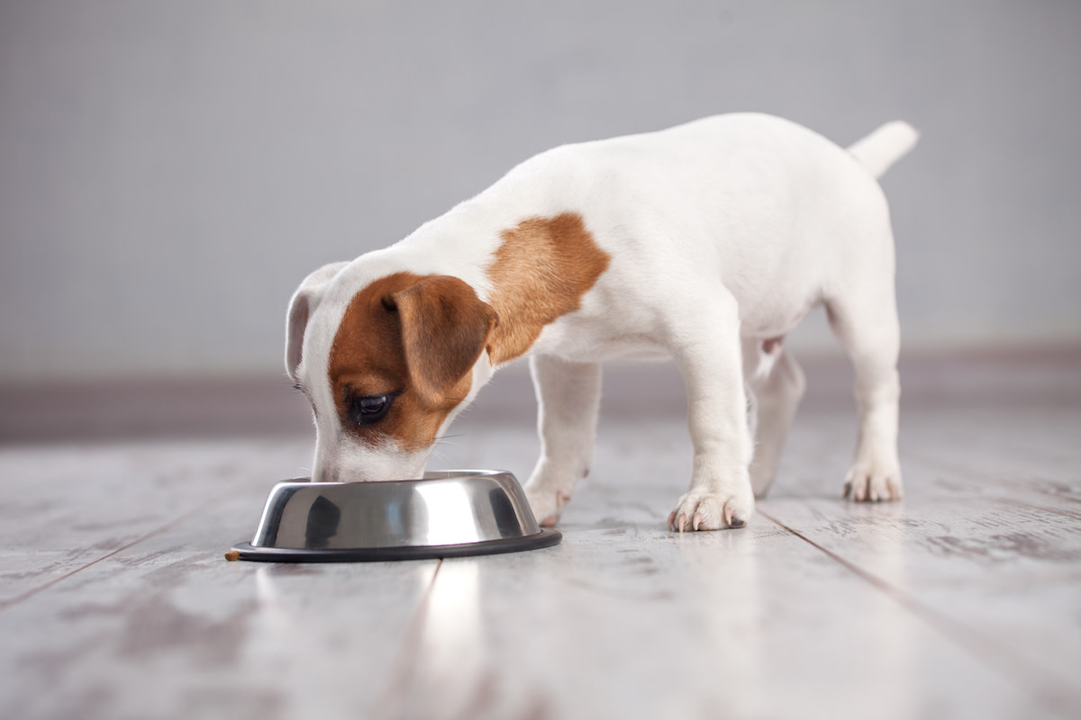 can-dogs-eat-tofu-a-look-at-potential-benefits-and-risks-2022