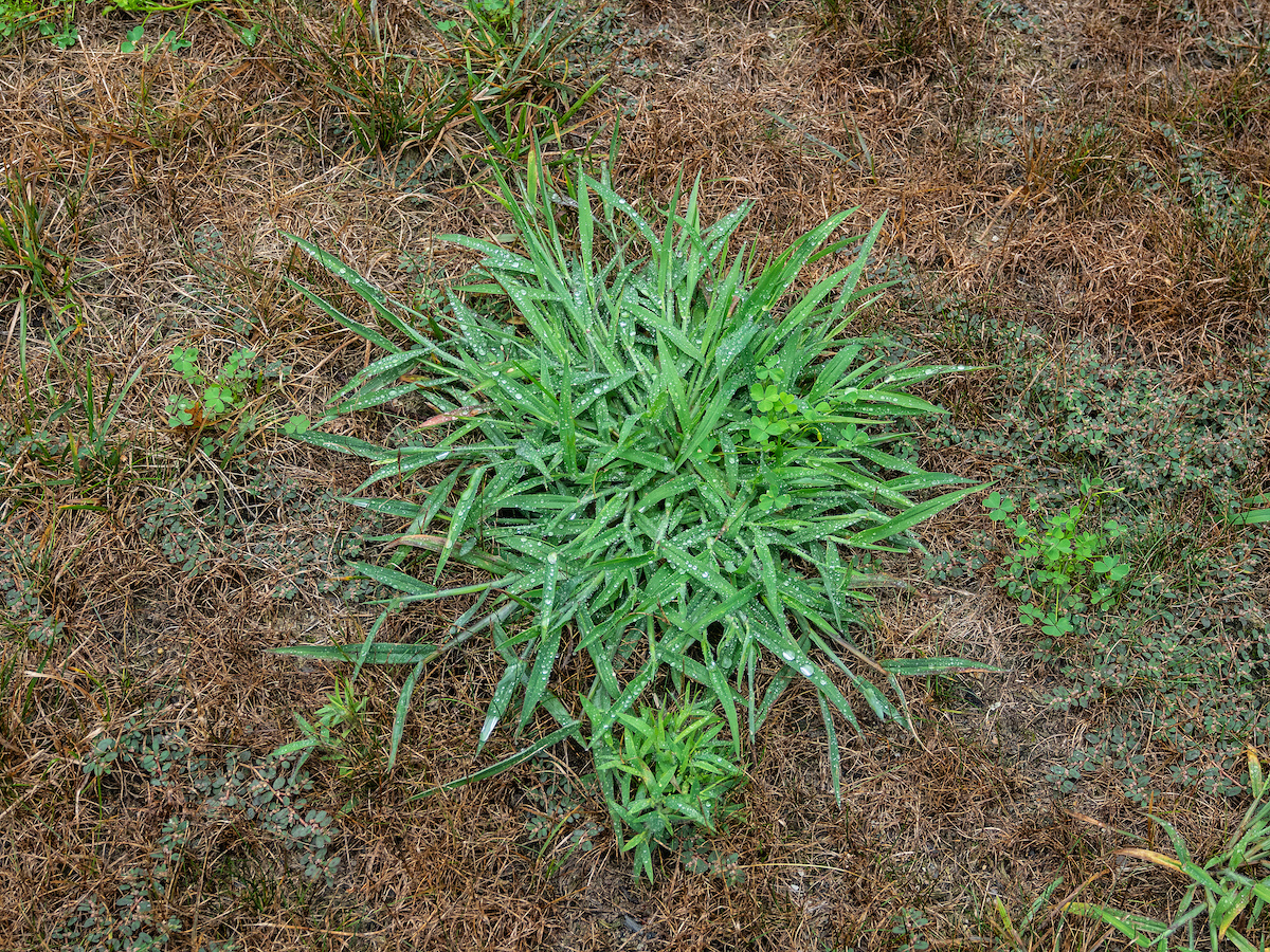 Crabgrass Explained How To Prevent And Get Rid Of Crabgrass 2021 Masterclass