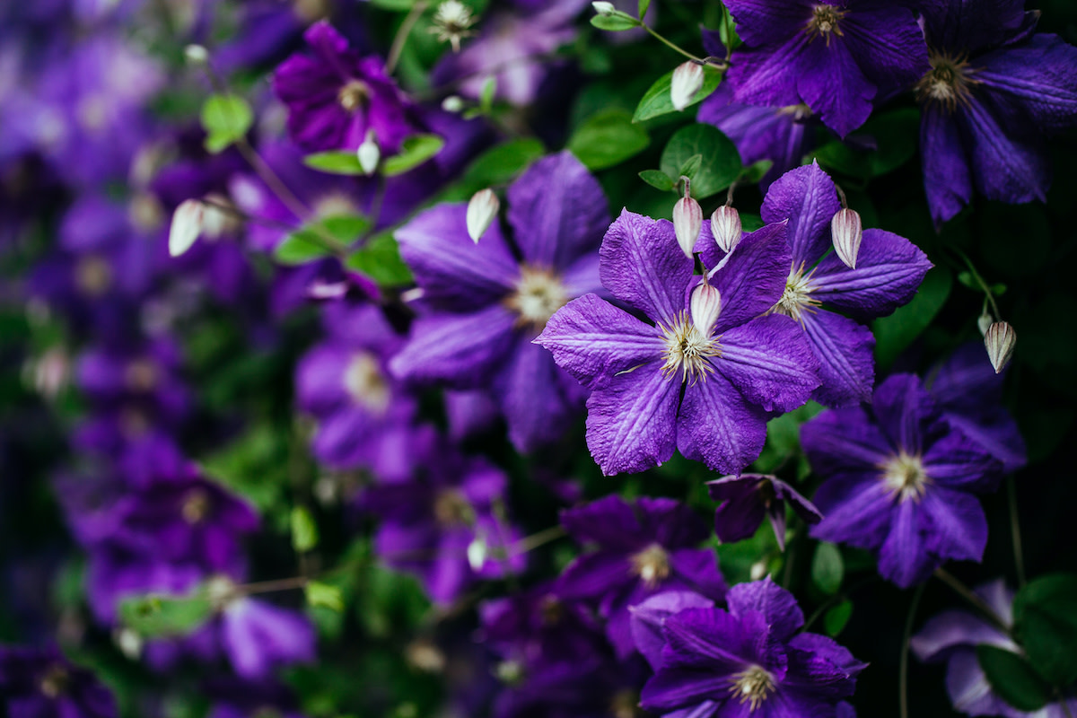 4 Clematis Plant Care Tips: How to Grow and Care for Clematis - 2022 ...