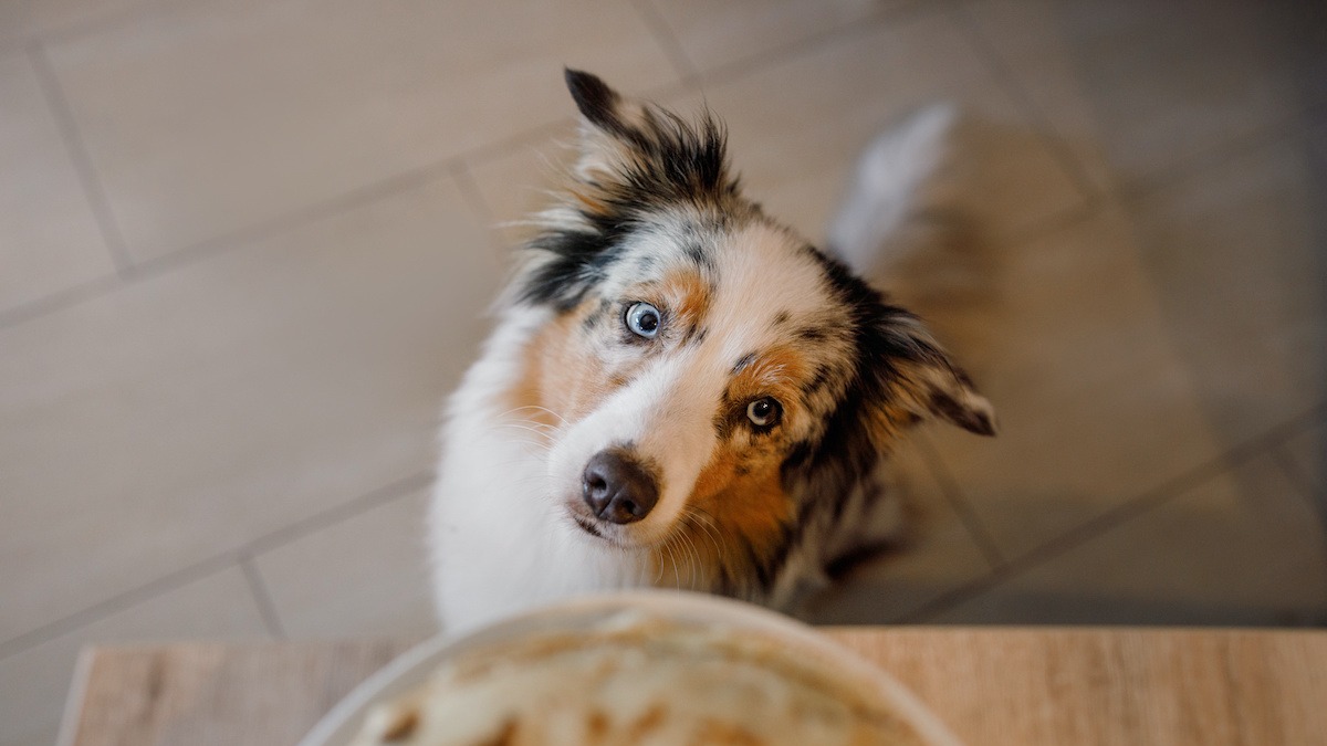 are spicy foods bad for dogs