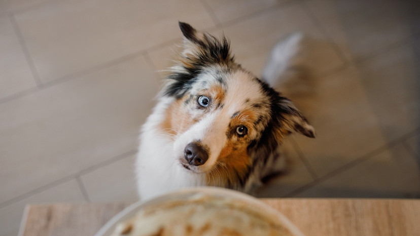 can-dogs-eat-spicy-food-3-side-effects-for-dogs-2025-masterclass