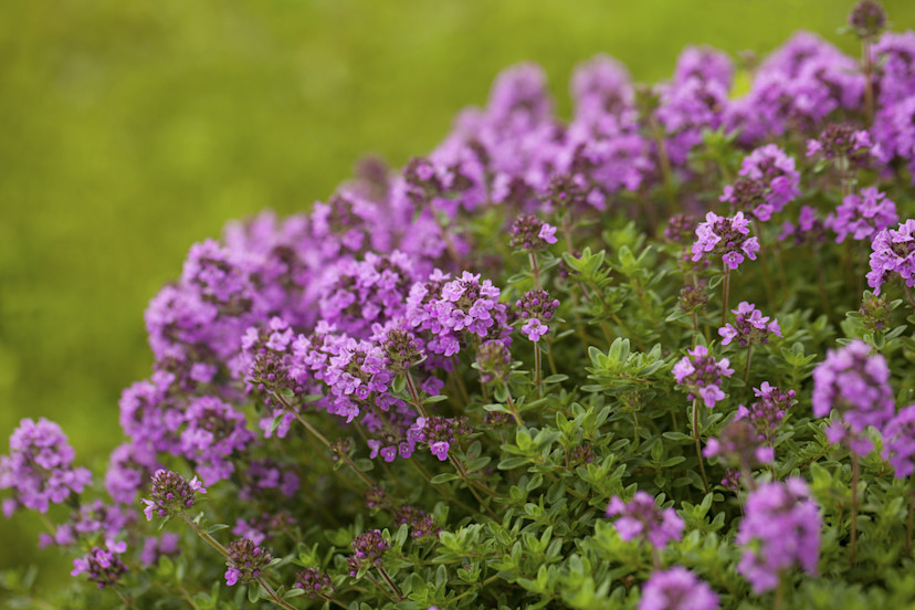 Creeping Thyme Care Guide How to Grow Creeping Thyme 2024 MasterClass