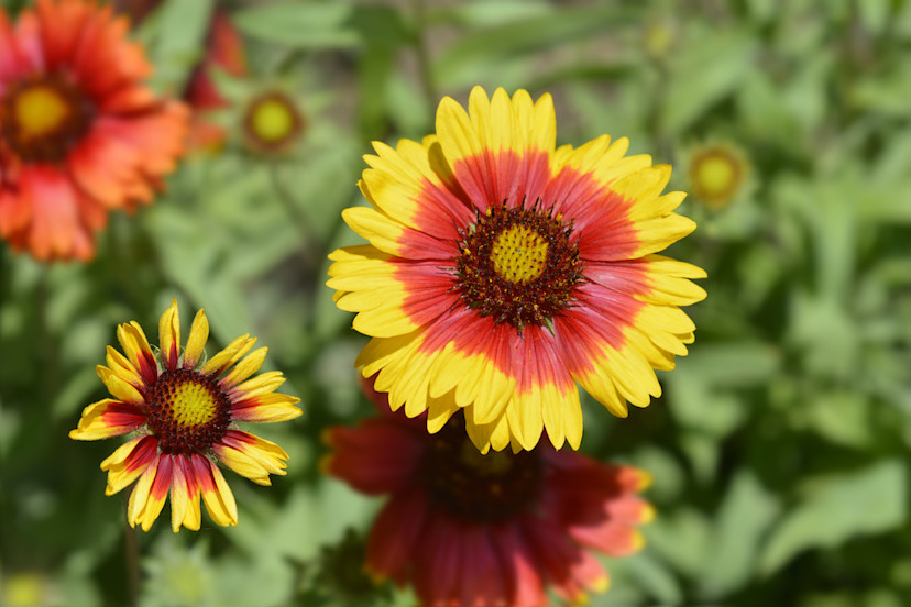 Blanket Flowers How to Care for Blanket Flowers 2024 MasterClass
