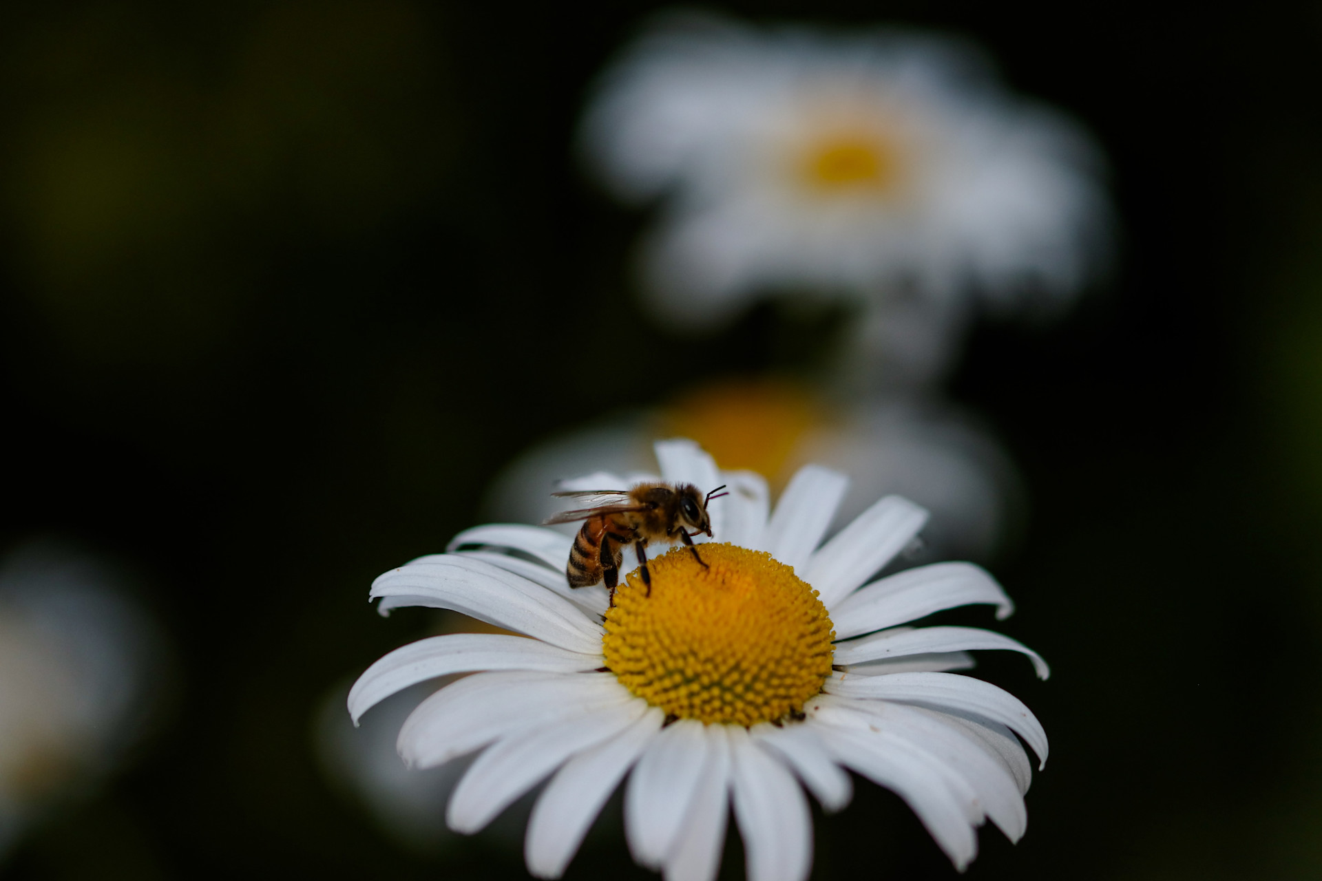 Macro photograph of a bumblebee on flower