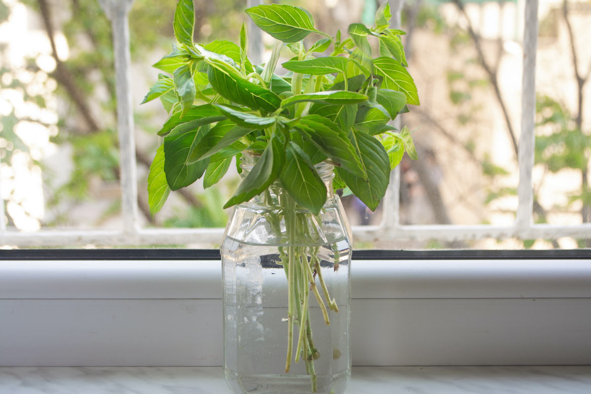How to Store Fresh Basil 3 Basil Storage Methods 2022 MasterClass