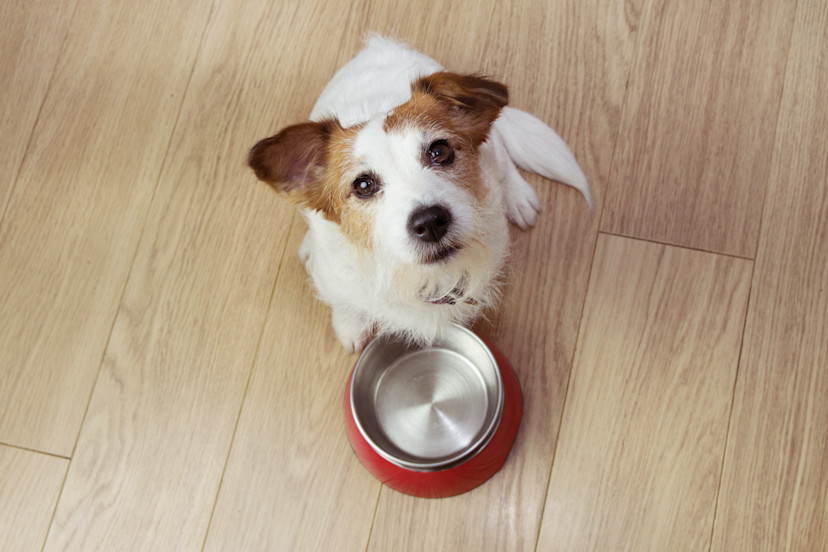 Can Dogs Eat Dill? 4 Health Benefits of Dill for Dogs 2024 MasterClass