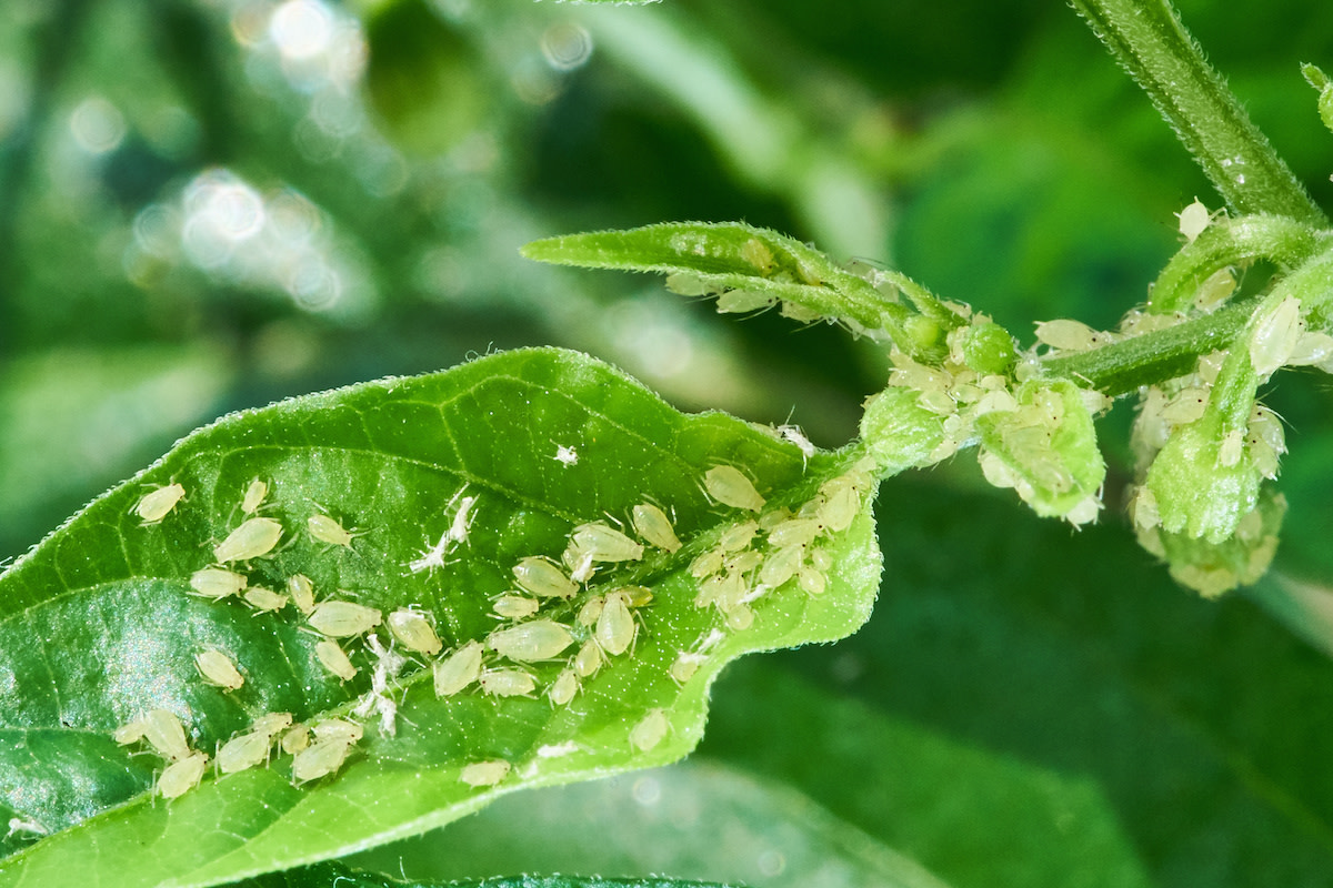 How to Identify Aphids