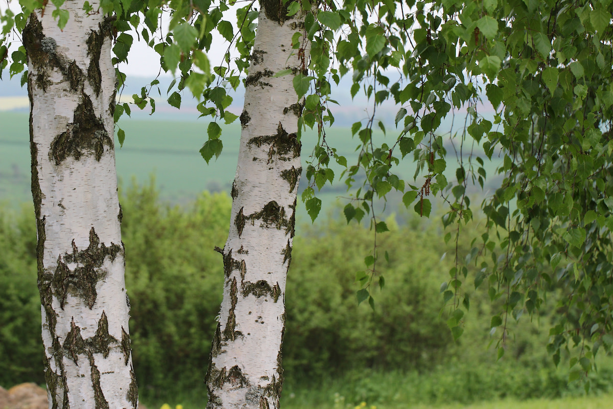 Birch Tree Guide: How to Plant and Care for Birch Trees - 2022 ...