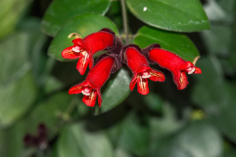 Lipstick Plant Care 7 Tips For Growing Lipstick Plants 2024 Masterclass 9124