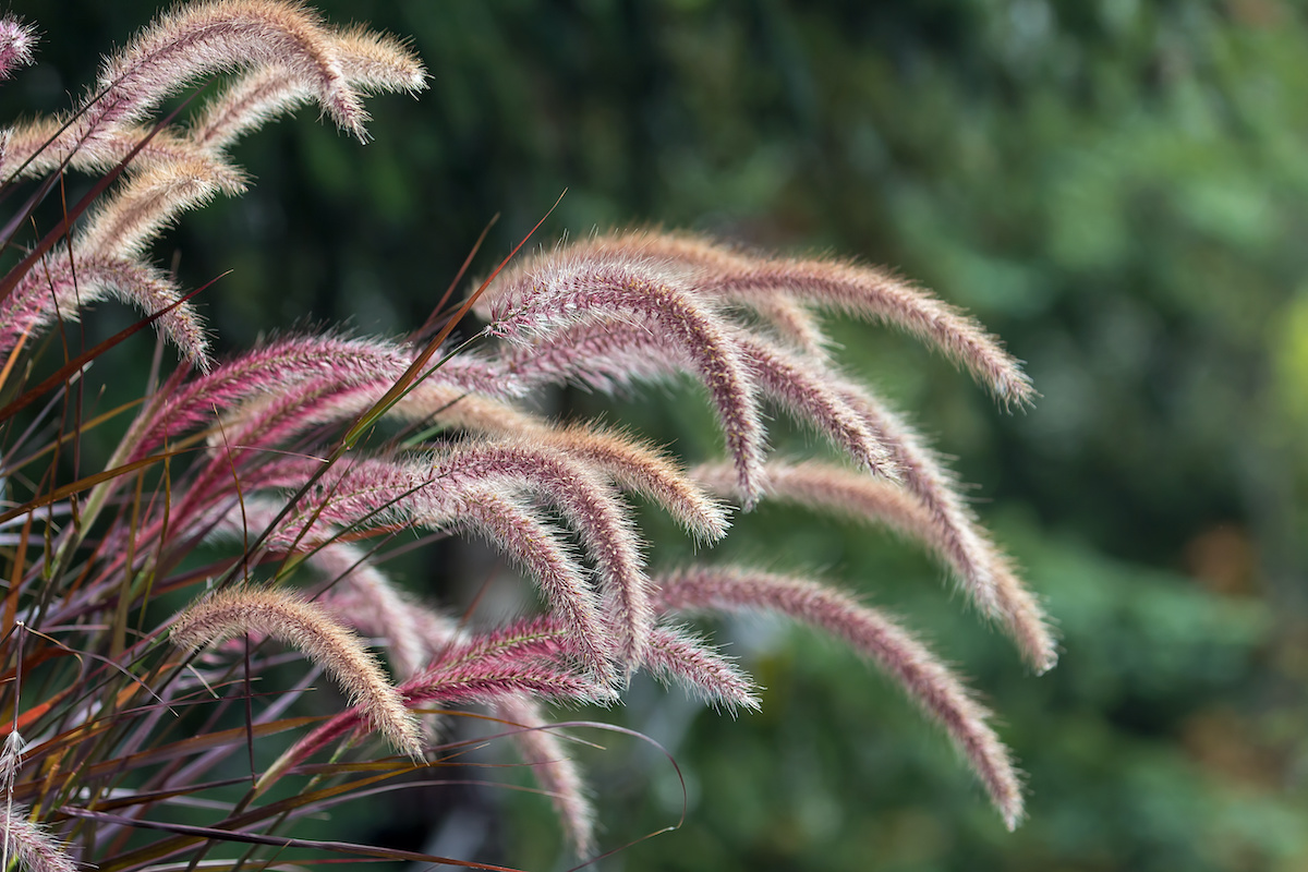 purple fountain grass care: how to grow ornamental grasses - 2022