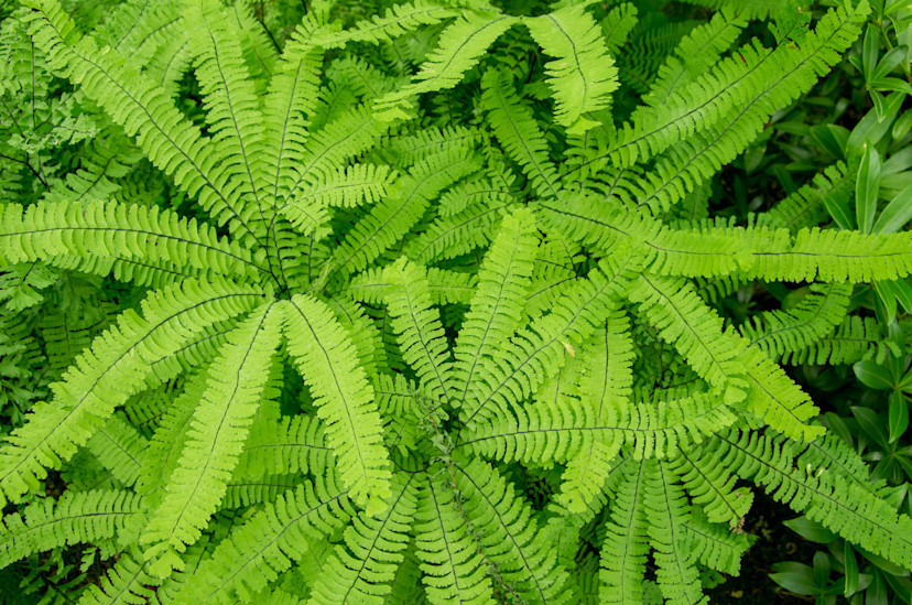 Maidenhair Fern Care Tips: How to Grow Maidenhair Ferns - 2025 ...