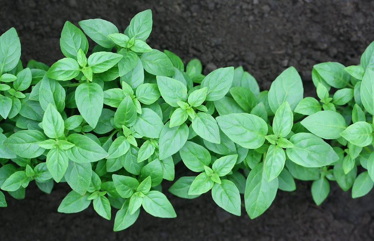 How to Grow Basil