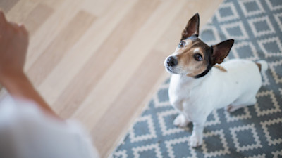 how-to-train-your-dog-to-sit